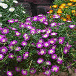 Delosperma ‘wheels Of Wonder’ Trio - 9cm Pots | 3 x 9cm | Multi
