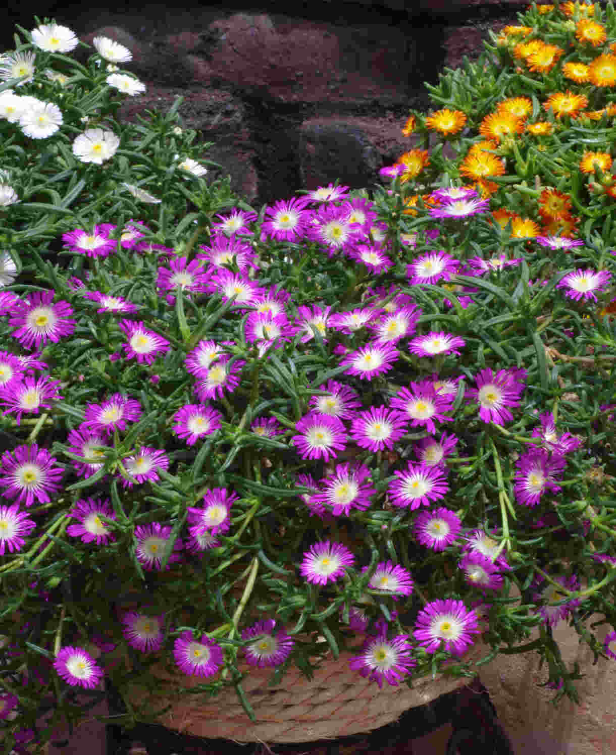 Delosperma ‘wheels Of Wonder’ Trio - 9cm Pots | 6 x 9cm | Multi