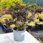 Weigela 'ebony And Ivory' - Compact White-flowering Shrub | 1 x 3L | Green