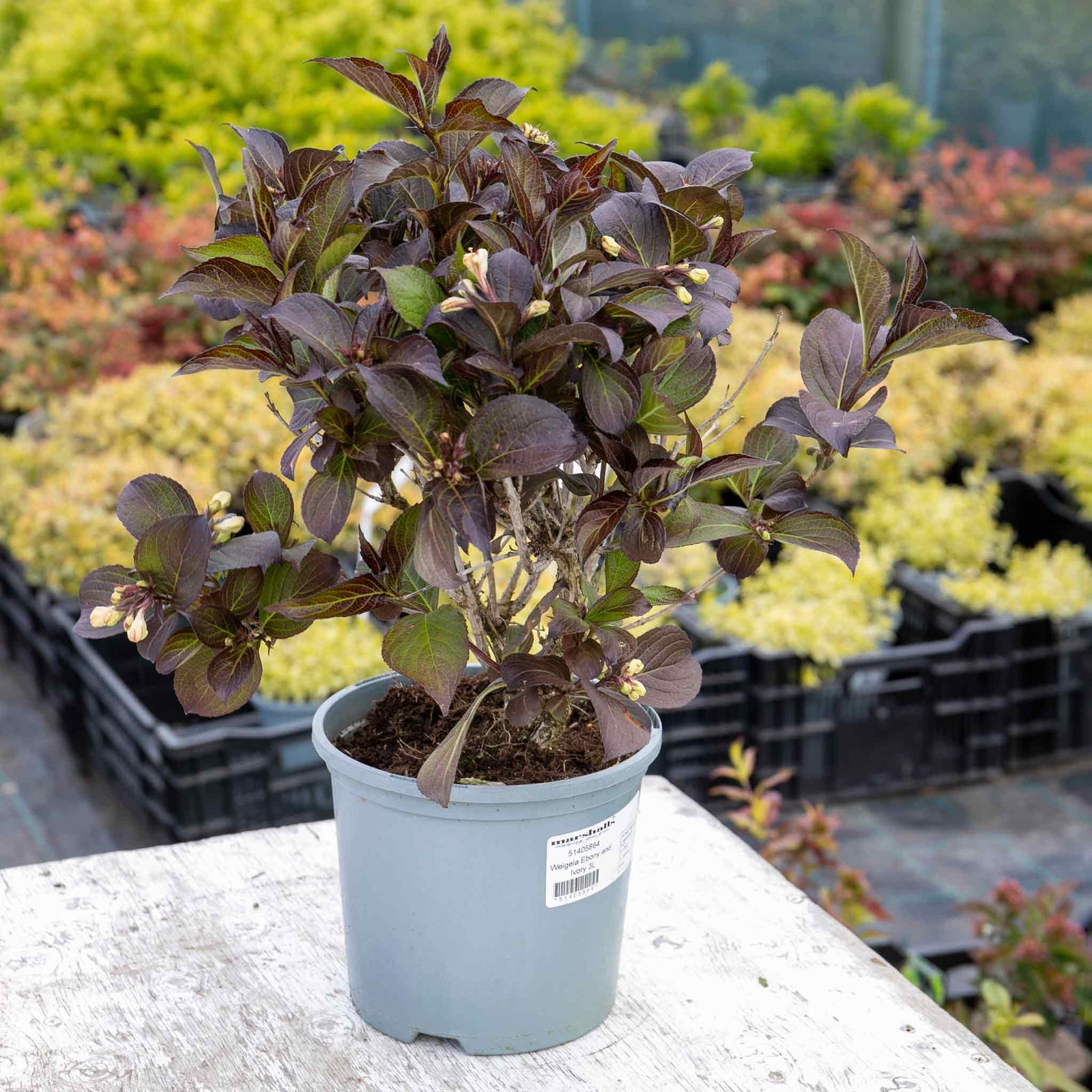 Weigela 'ebony And Ivory' - Compact White-flowering Shrub | 3 x 7cm Plants | Green