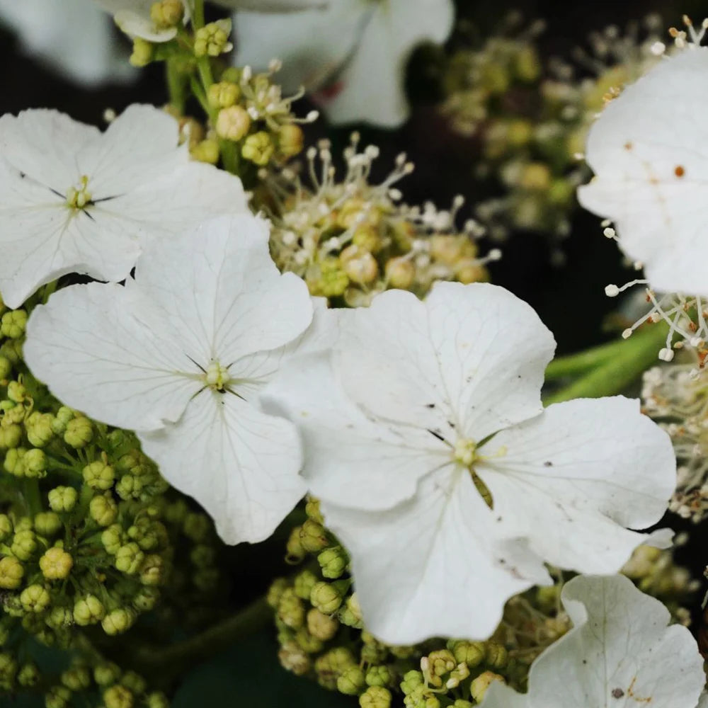 Hydrangea Quercifolia Ice Crystal 9cm Potted Plant | Set of 1