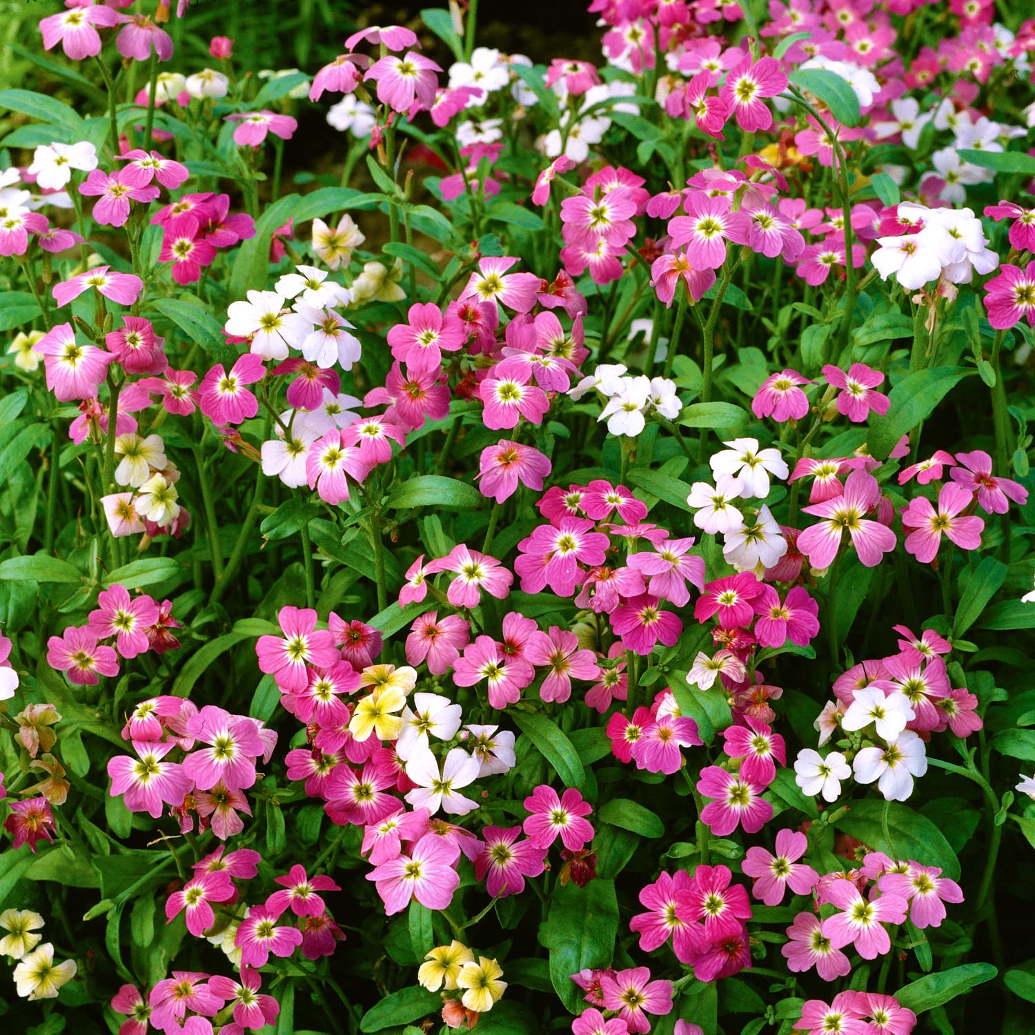 Virginia Stardust Mix Stocks Seeds | 3000 Seeds
