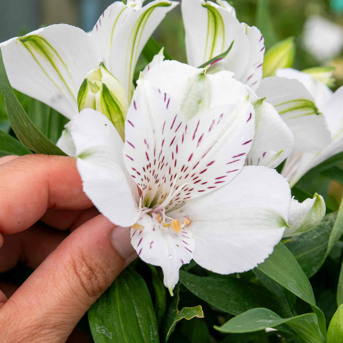 Alstroemeria 'inticancha White Magic' – Compact White & Burgundy Blooms Jumbo Plug Plants | Set of 6 | White