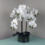 Artificial 50cm Orchid With Glass Planter White