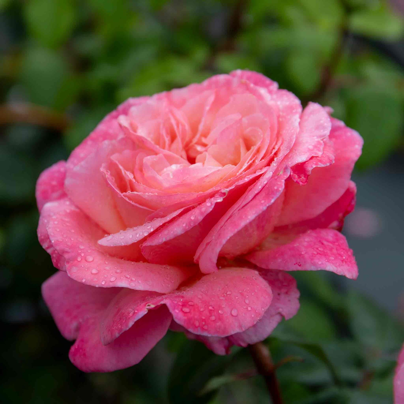 Rose 'sweet Romantica' - Hybrid Tea | 1 x Bare Root | Pink