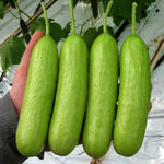 Cucumber Delistar | 6 x Jumbo Plugs | Green