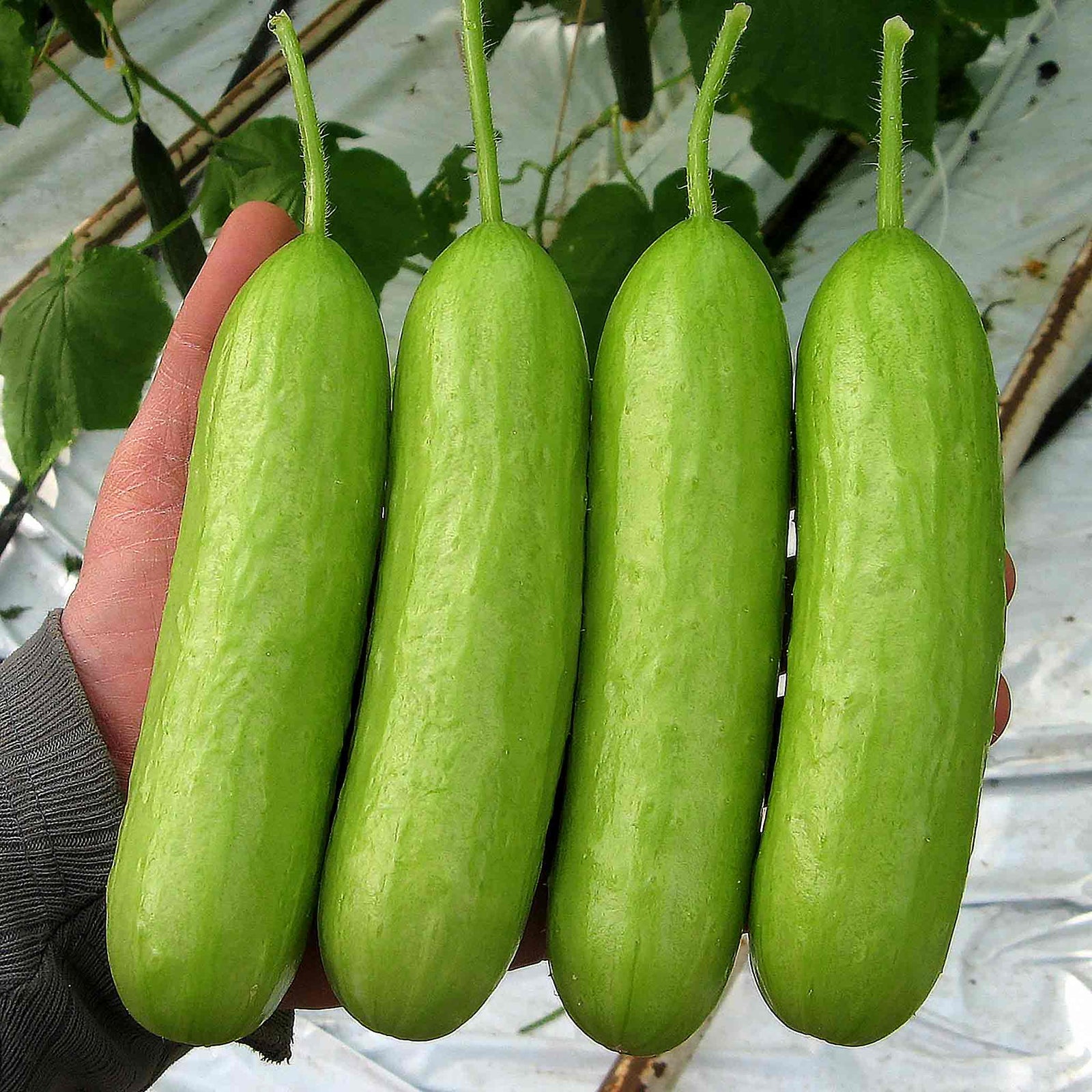 Cucumber Delistar | 3 x Jumbo Plugs | Green
