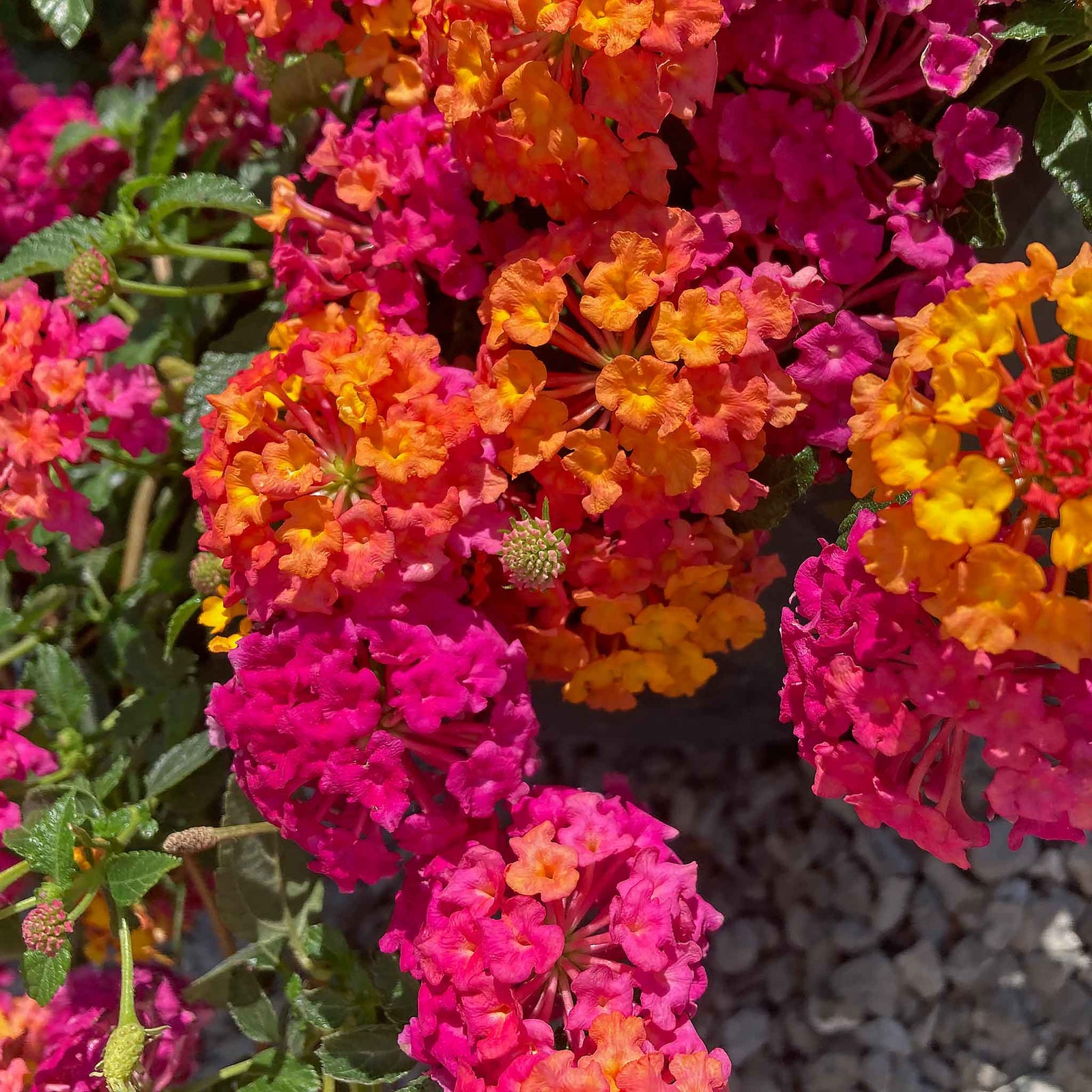 Lantana 'passion Fruit' Trailing Pink And Orange Bedding Plant | 12 x Plug Plants | Multi