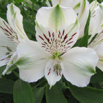 Structured Alstroemeria Collection - Set Of 3 Peruvian Lillies - Supplied In 9cm Pots