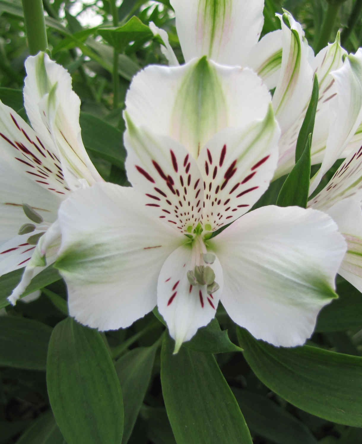 Structured Alstroemeria Collection - Set Of 3 Peruvian Lillies - Supplied In 9cm Pots