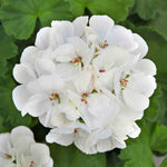 Geranium 'galaxy White' - White Zonal For Pots & Borders Plug Plants | 12 x Plug Plants | White