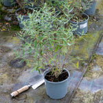 Caryopteris X Clandonensis 'kew Blue' Shrub | 1 x 3L | Blue