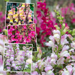 Antirrhinum Collection — Snap In Snapdragons, 3 Varieties, 6 Or 12 Plug Plants | Set of 6 | Multi Colour