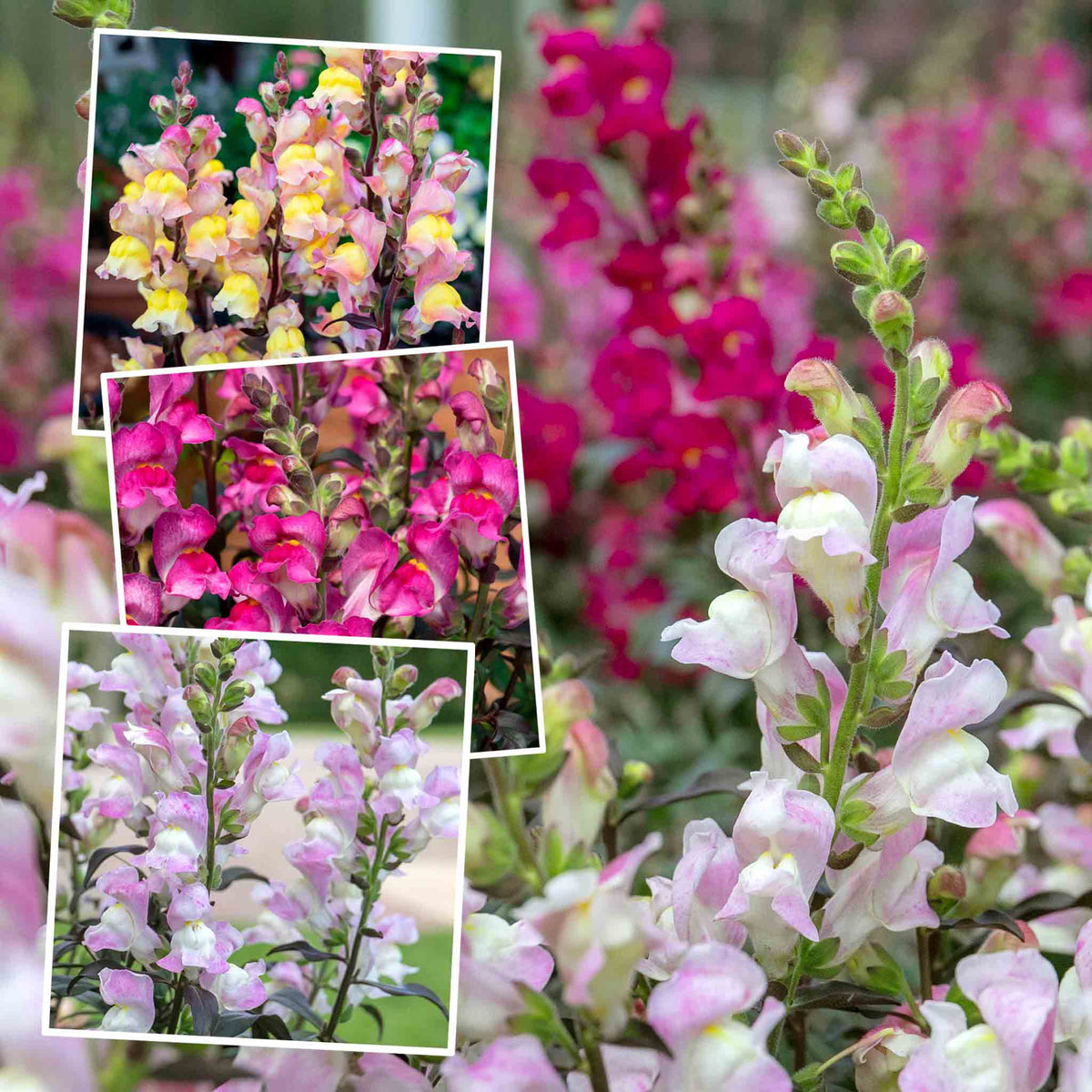 Antirrhinum Collection — Snap In Snapdragons, 3 Varieties, 6 Or 12 Plug Plants | Set of 6 | Multi Colour