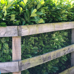 Prunus Cherry Laurel Trees Pallet Of 10 5-6ft Tall Extra Large In 10 Litre Pots