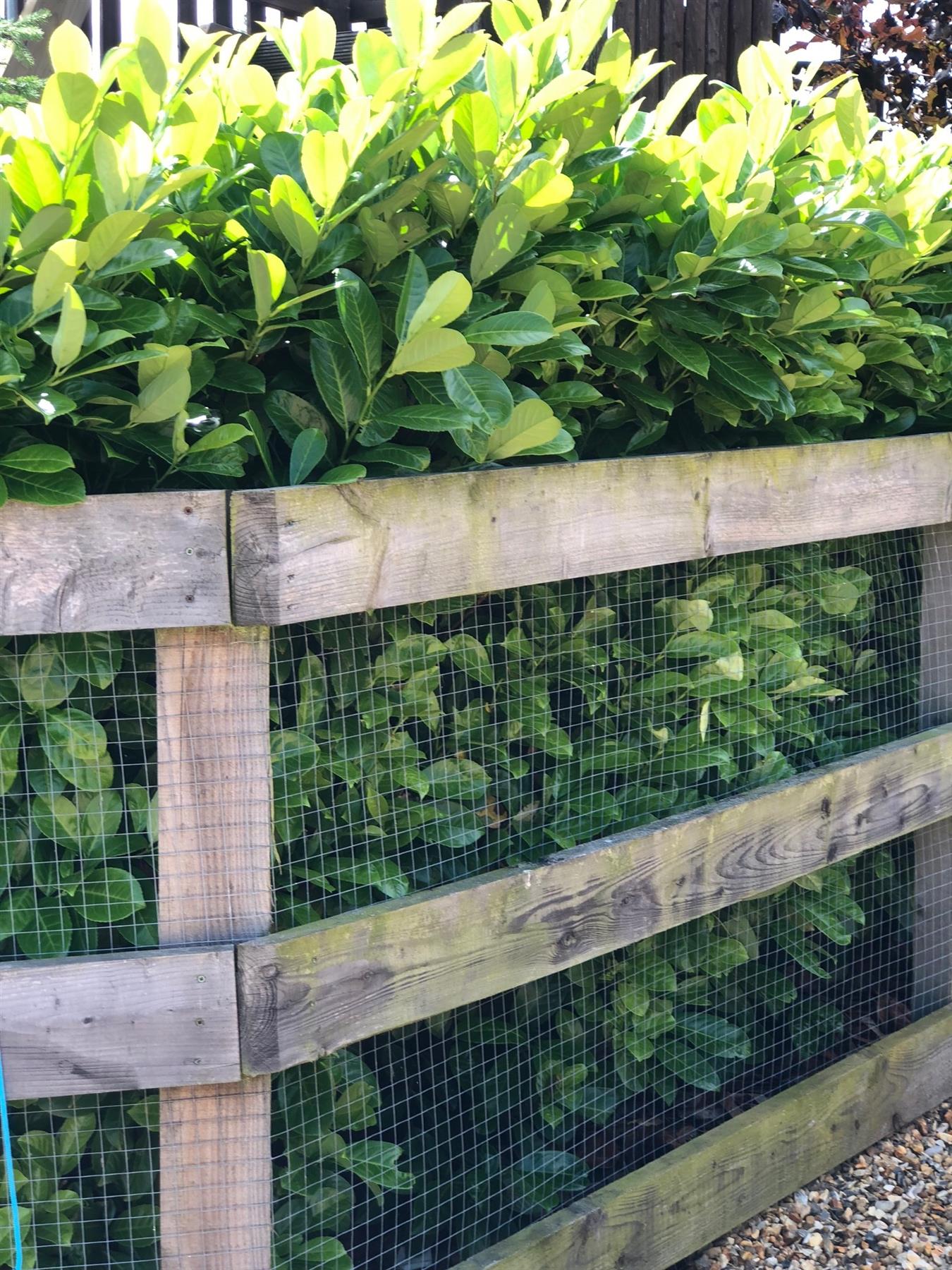 Prunus Cherry Laurel Trees Pallet Of 10 5-6ft Tall Extra Large In 10 Litre Pots