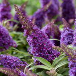 Buddleja 'candy Little Purple' (dwarf Butterfly Bush) | 1 x 9cm | Purple