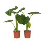 Elephant's Ear - 2 Pcs. - Alocasia 'macrorrhizos' - Height 60-70cm - ⌀17cm | Set of 2 | Green
