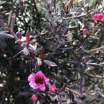 Leptospermum Red Damask Evergreen Shrub 3-4ft Large Supplied In A 3 Litre Pot