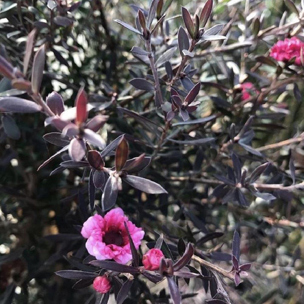 Leptospermum Red Damask Evergreen Shrub 3-4ft Large Supplied In A 3 Litre Pot