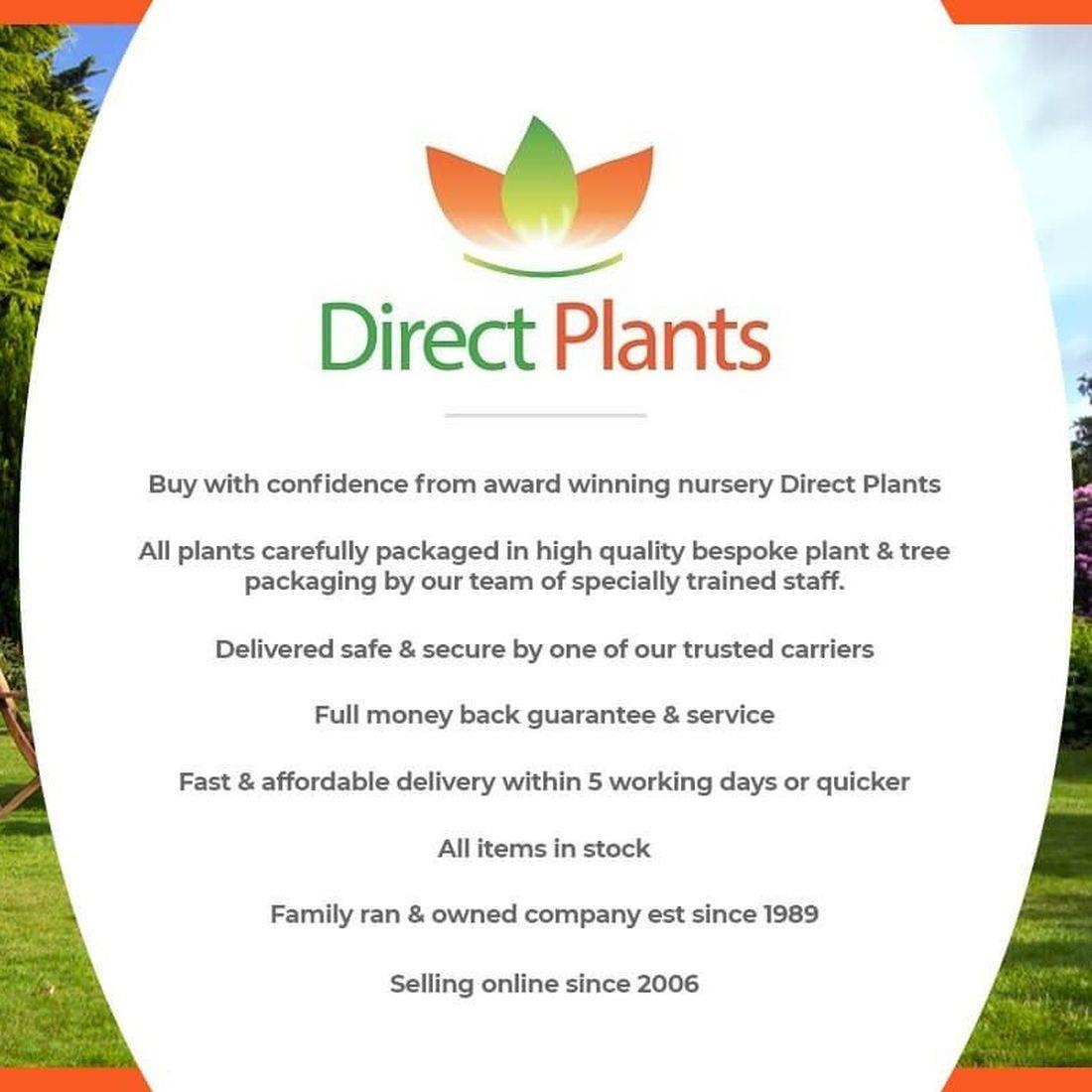 Direct Plants Acer Palmatum Orange Dream Extra Large Japanese Maple Tree 4-5ft In A 7.5 Litre Pot