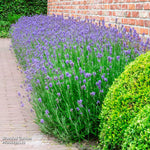 Thompson & Morgan Lavender Lavandula Angustifolia Duo 144 Plug Plants Hidcote; Munstead