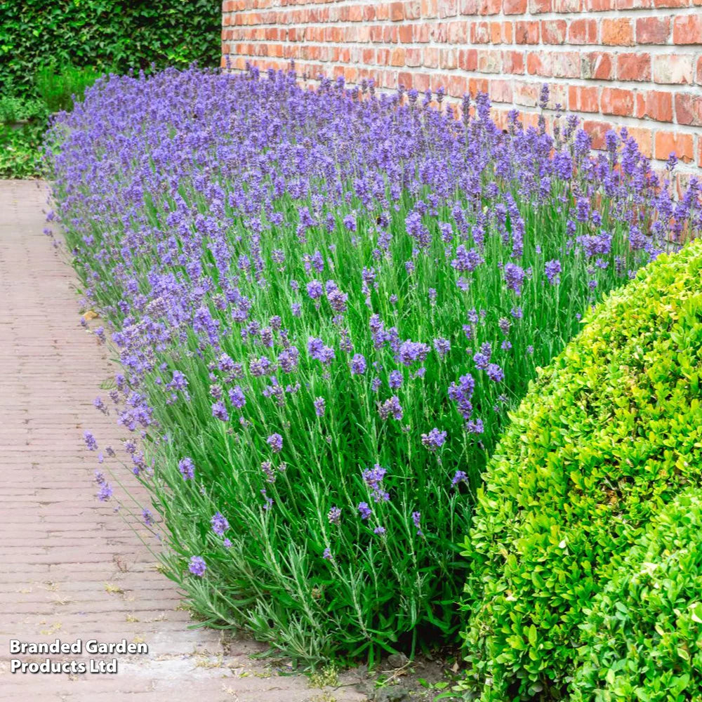 Thompson & Morgan Lavender Lavandula Angustifolia Duo 144 Plug Plants Hidcote; Munstead