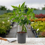 Daphne 'perfume Princess' Fragrant Evergreen Shrub | 1 x 1L | Green & Pink
