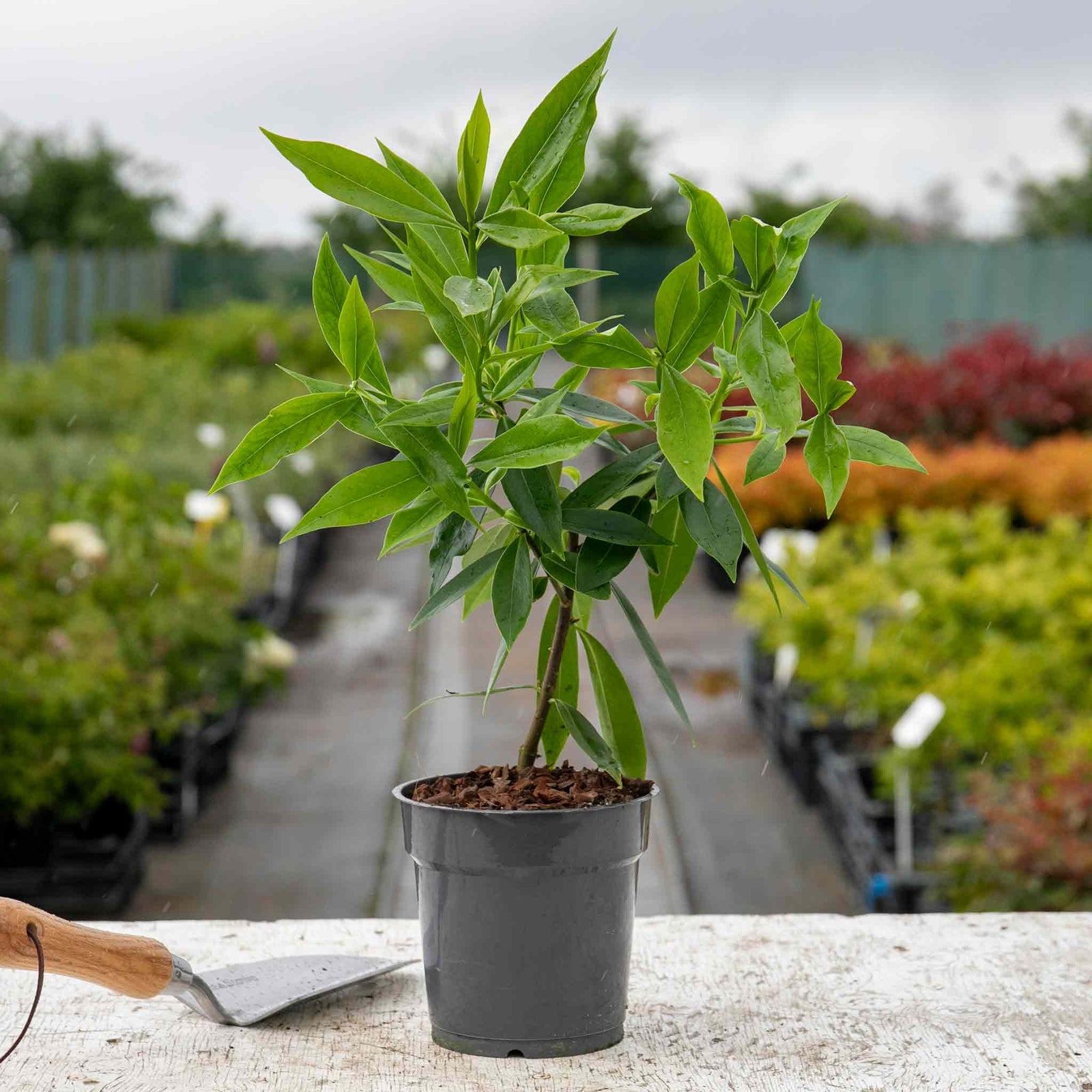 Daphne 'perfume Princess' Fragrant Evergreen Shrub | 1 x 1L | Green & Pink