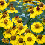 Hayloft Helenium The Bishop - 3 x 9cm Pots