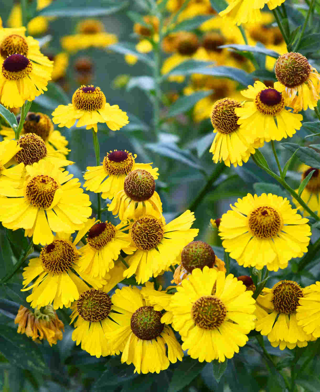 Hayloft Helenium The Bishop - 3 x 9cm Pots