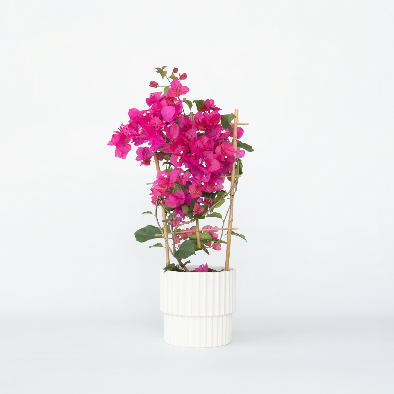 Paper Flower - Height 50-60cm - ⌀17cm | Set-of-1 | Pink