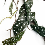 Artificial 110cm Trailing Hanging Begonia Maculata Spotted Plant Realistic