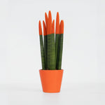 Snake Plant Velvet Touch - Sansevieria Cylindrica - Height 20-40cm - ⌀9cm | Orange