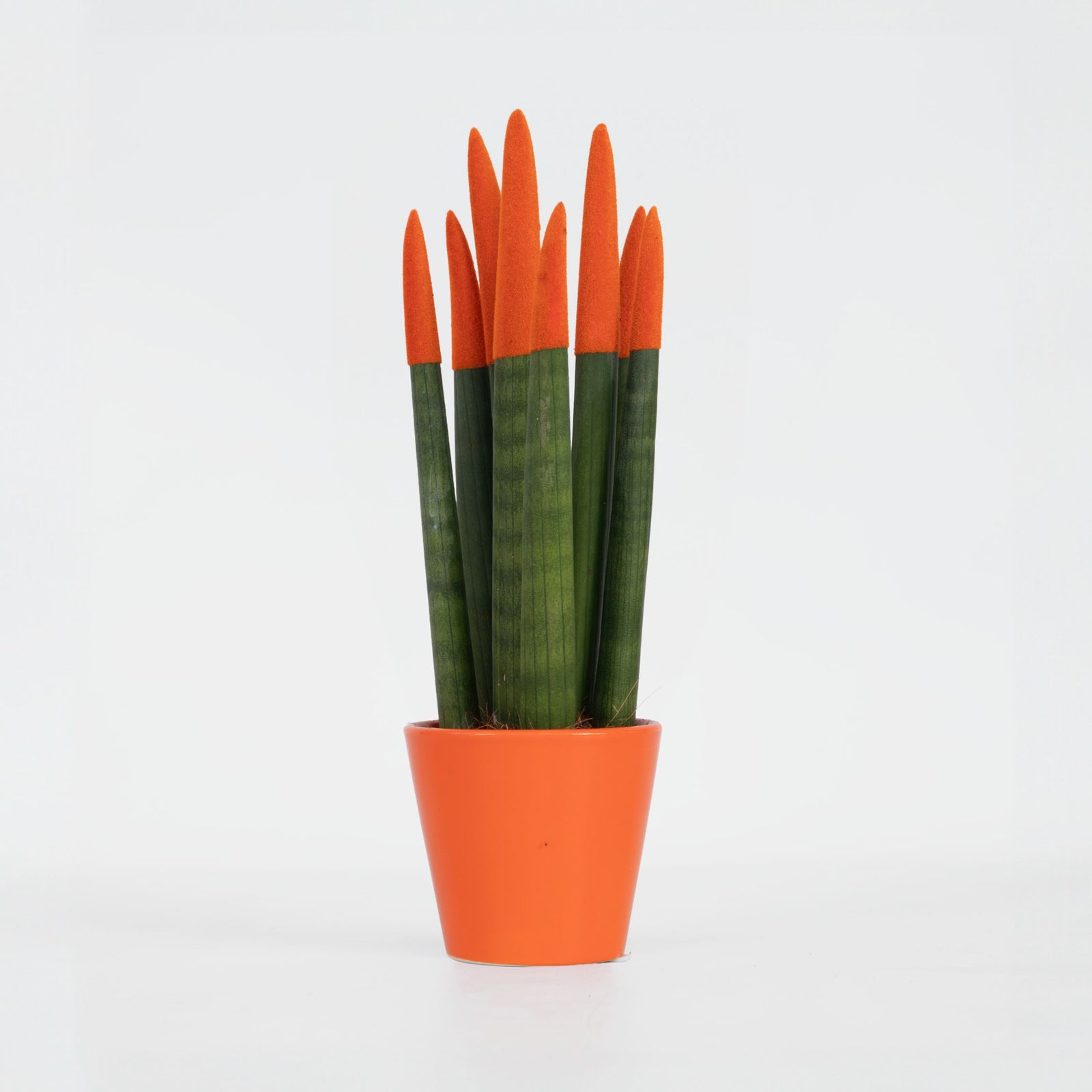 Snake Plant Velvet Touch - Sansevieria Cylindrica - Height 20-40cm - ⌀9cm | Orange