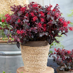 Loropetalum Chinense Var. Rubrum 'ever Red' - 9cm Pot | 2 x 9cm | Red