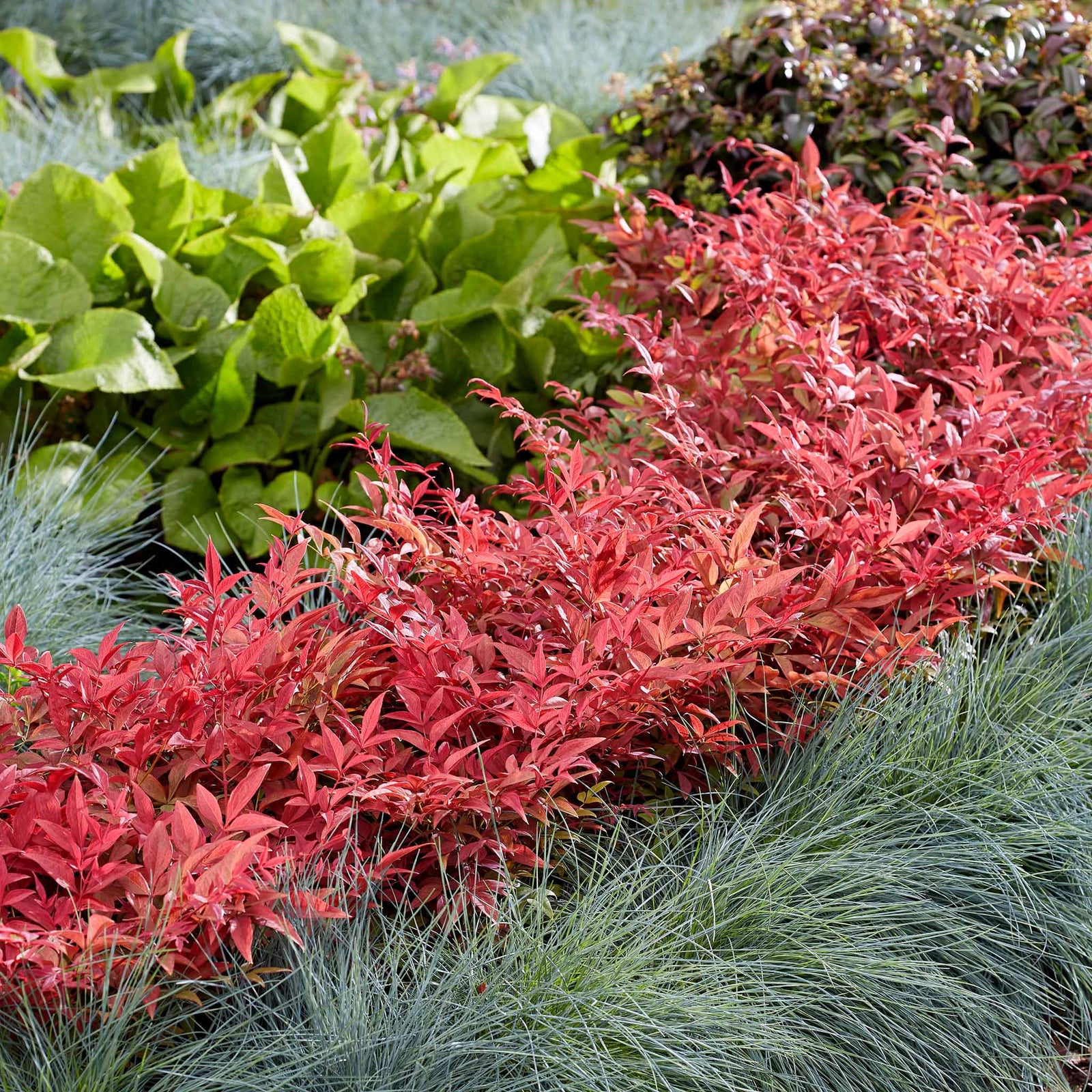 Nandina Domestica 'obsessed' Compact Evergreen For Containers And Borders | 1 x 3L | Red