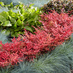 Nandina Domestica 'obsessed' Compact Evergreen For Containers And Borders | 1 x 9cm | Red