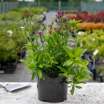 Dianthus 'dash Magician' - Colour-changing Perennial | 1 x 2L