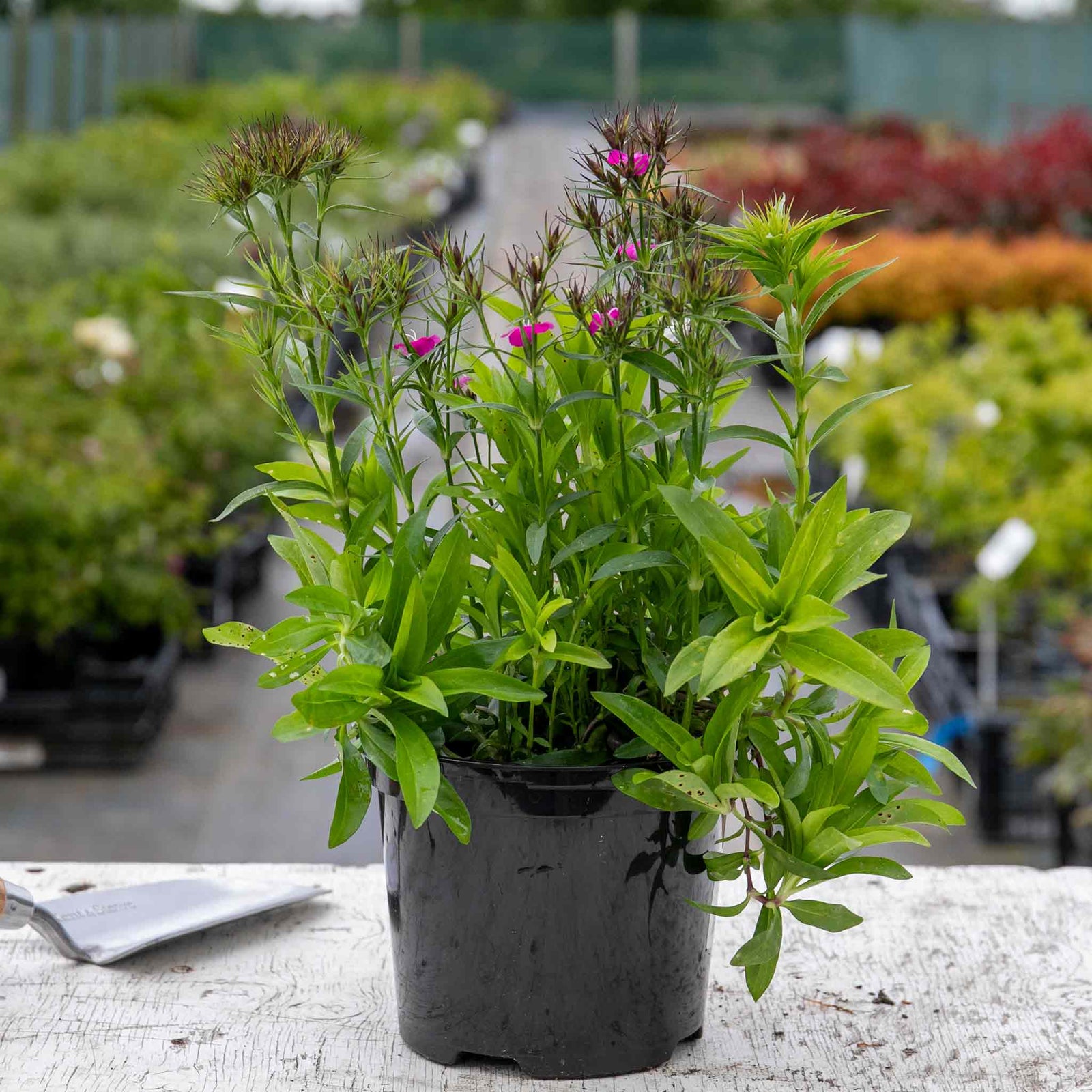 Dianthus 'dash Magician' - Colour-changing Perennial | 1 x 9cm