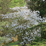 Magnolia Stellata 'royal Star' Compact Ornamental Tree | 7.2l | White
