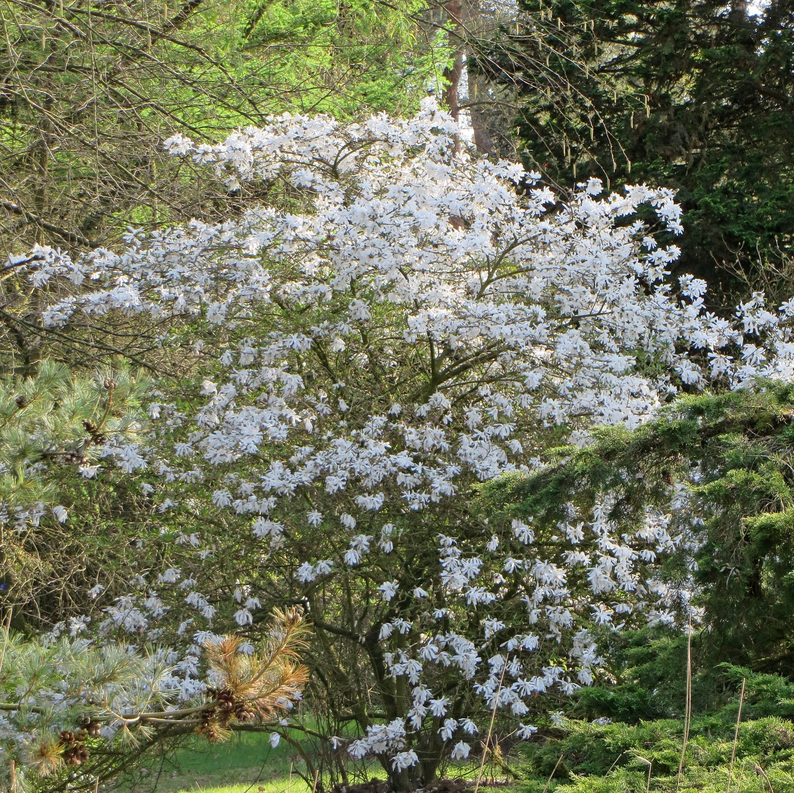 Magnolia Stellata 'royal Star' Compact Ornamental Tree | 7.2l | White