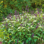 Salvia 'amistad' Deep Purple Hardy Perennial 120cm | 6 x Jumbo Plugs | Deep Purple