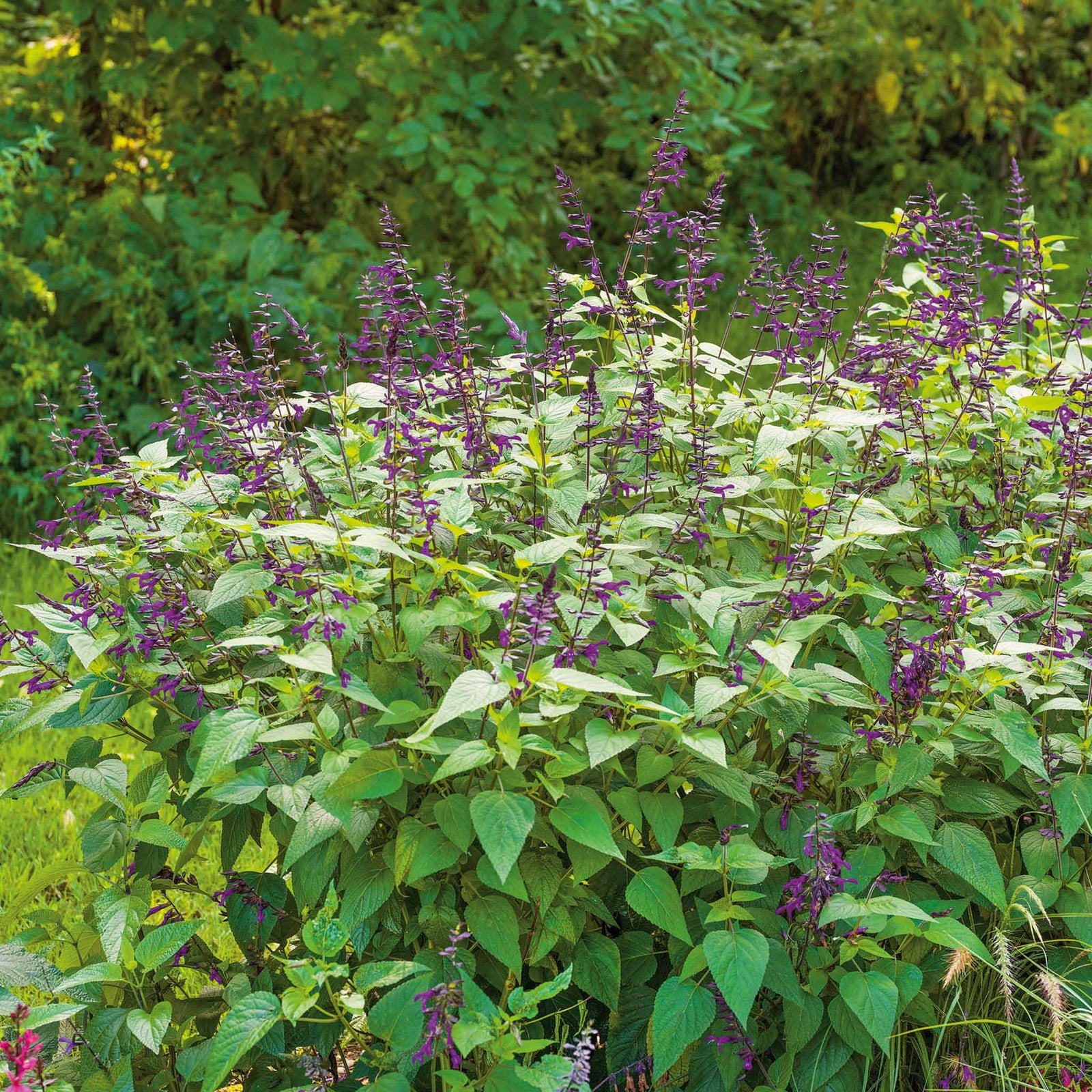 Salvia 'amistad' Deep Purple Hardy Perennial 120cm | 6 x Jumbo Plugs | Deep Purple