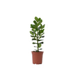 Autograph Tree - Clusia Rosea 'princess' - Height 50-60cm - ⌀17cm | Set of 1 | Green
