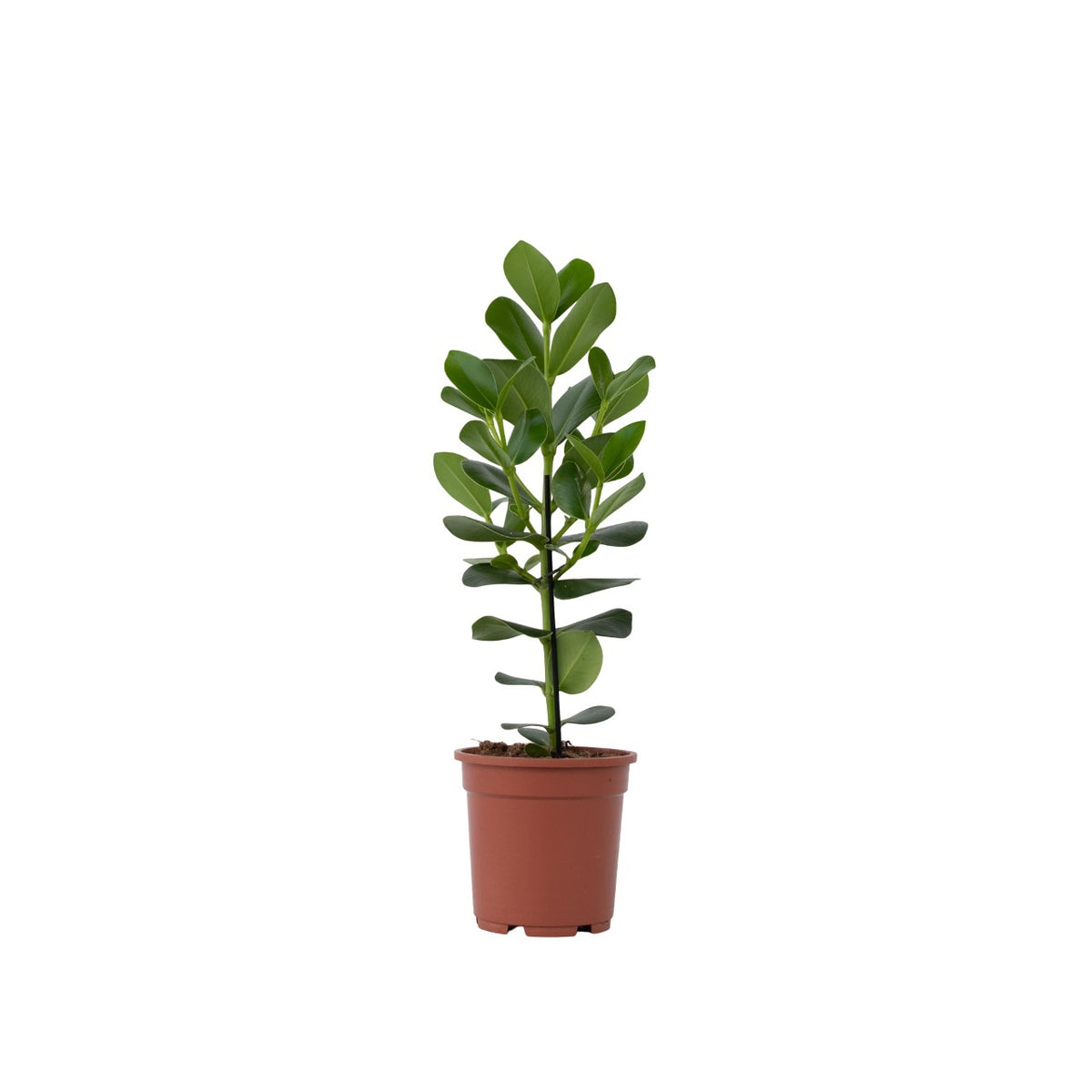 Autograph Tree - Clusia Rosea 'princess' - Height 50-60cm - ⌀17cm | Set of 1 | Green