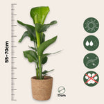 Giant Bird Of Paradise - Strelitzia Nicolai - Height 55-70cm - ⌀17cm | Set-of-1 | Green