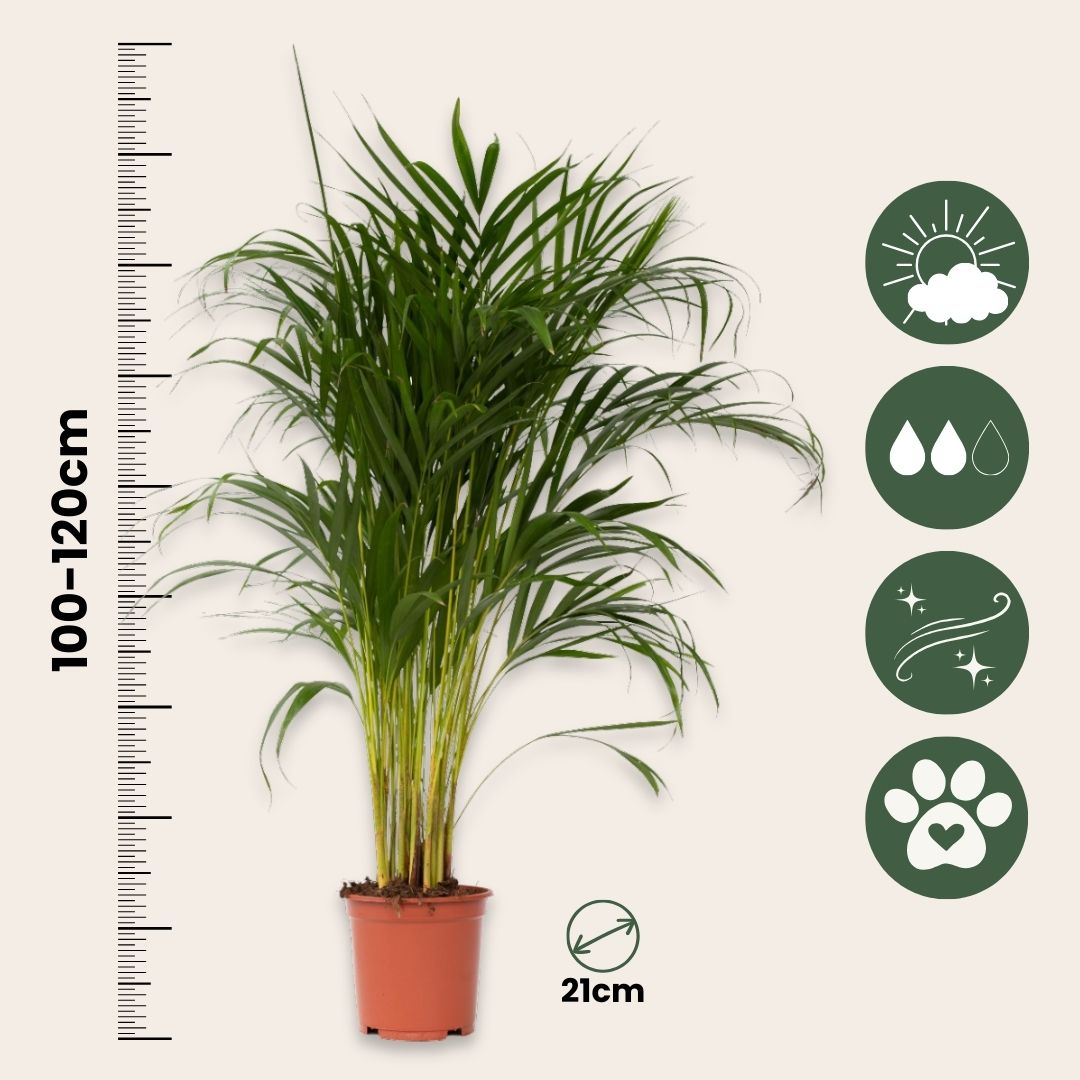 Areca Palm 'golden Cane' - Dypsis Lutescens - Height 100-120cm - ⌀21cm | Set of 1 | Green
