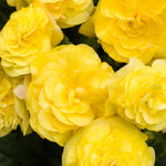 Hayloft Begonia Limitless Collection - 20 Young Plants