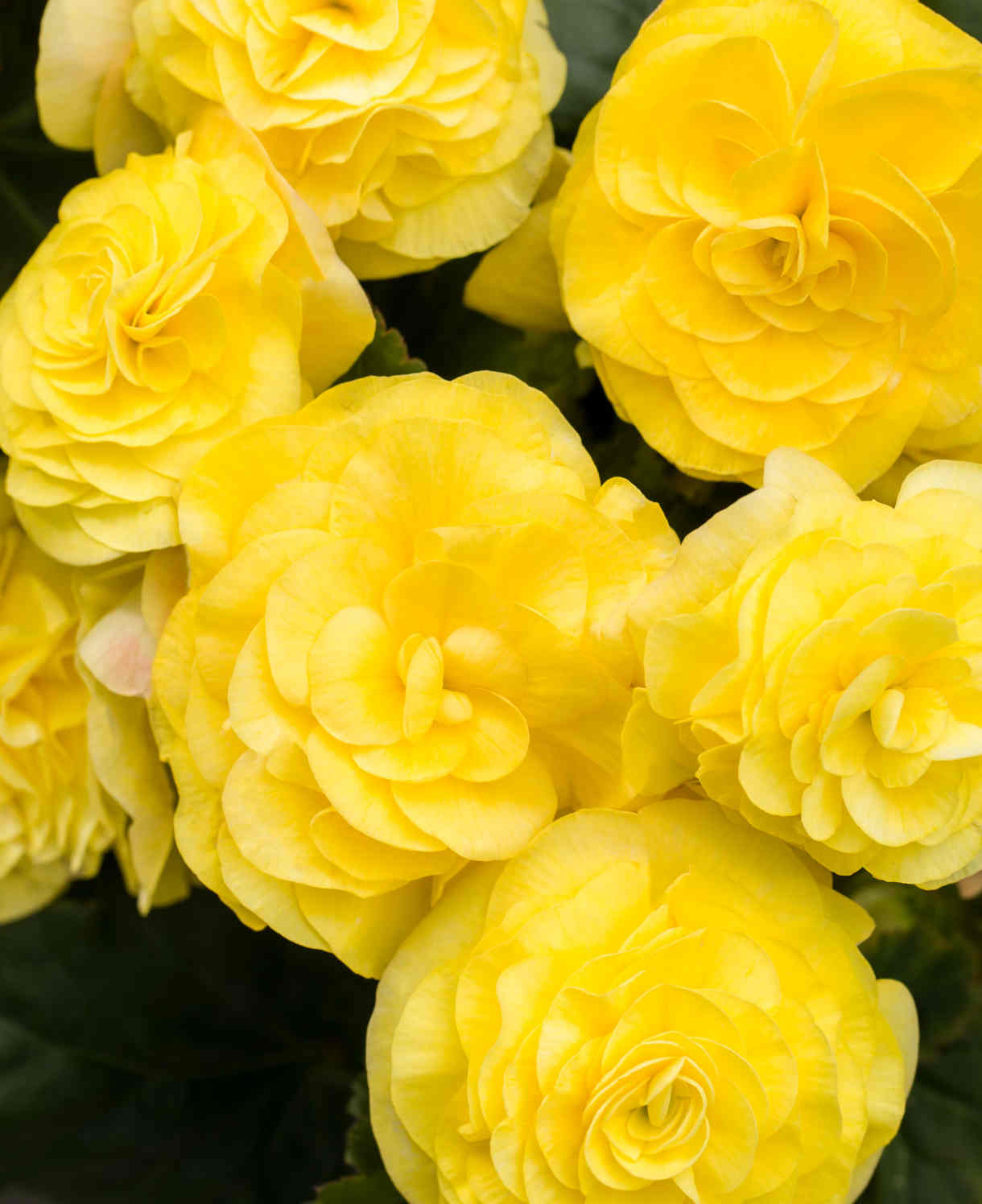 Hayloft Begonia Limitless Collection - 20 Young Plants